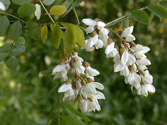 Fleur du robinier